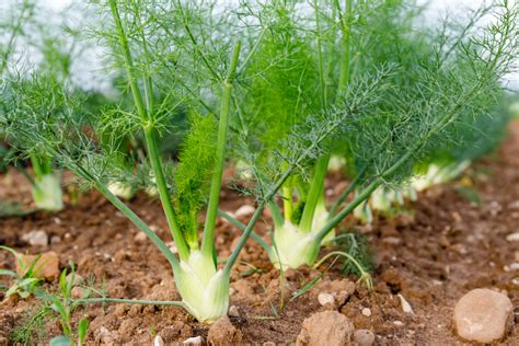 Pianta di finocchio con il suo caratteristico bulbo e le foglie piumose
