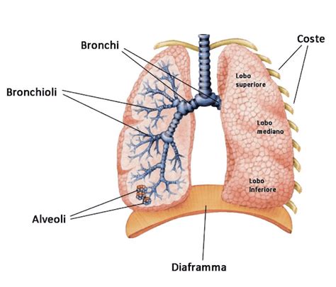 Struttura del polmone e progressione della fibrosi