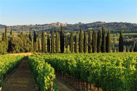 Paesaggio vitivinicolo di Bolgheri