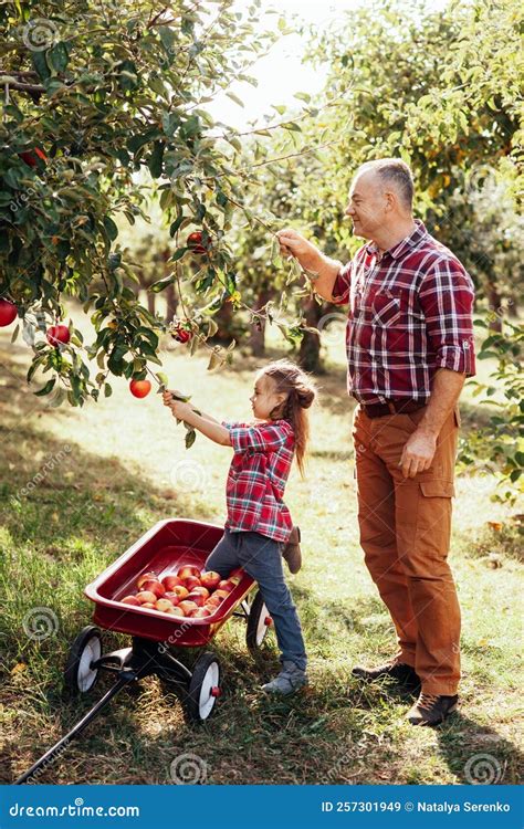 Contadini che raccolgono frutta in un frutteto