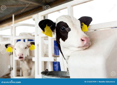 Allevamento di vitelli in una stalla moderna