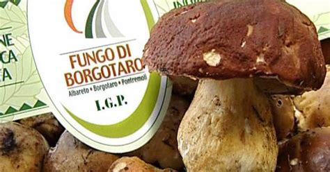 Logo dell'Indicazione Geografica Protetta (IGP) Fungo di Borgotaro