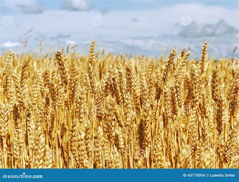Grano maturo in un campo