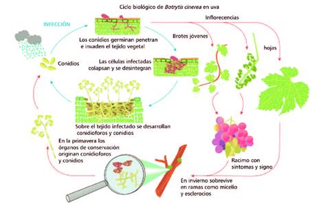 Diagramma del ciclo vitale della Botrytis cinerea