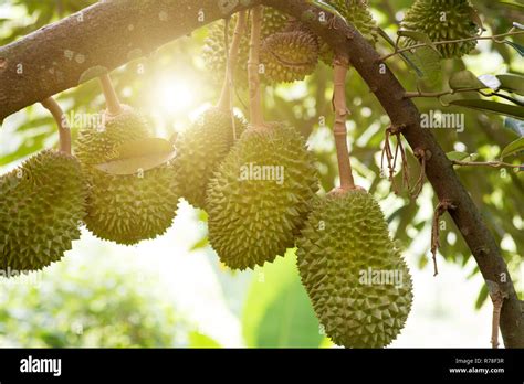 Albero di Durian con frutti