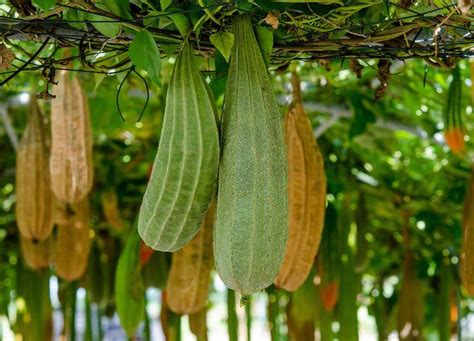 Disegno botanico della pianta di Luffa
