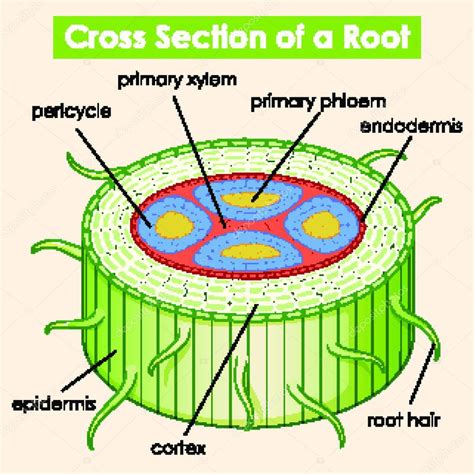 Sezione trasversale di un rambutan che mostra la polpa bianca e il seme interno