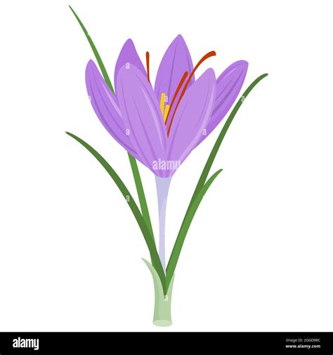 Fiore di Crocus sativus