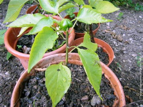 Piantina di peperone in vaso
