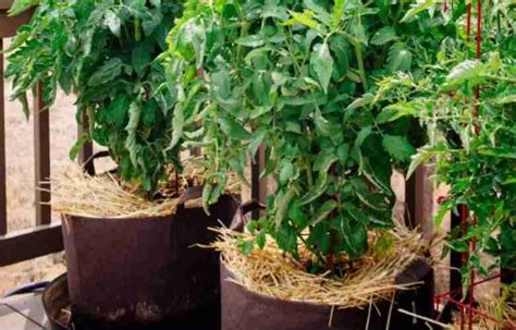 Pacciamatura sul vaso di peperone