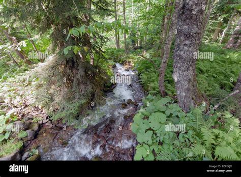 Foto di un ruscello di montagna con acqua limpida