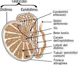 Illustrazione anatomica del pene e dei testicoli con evidenziate le zone più sensibili