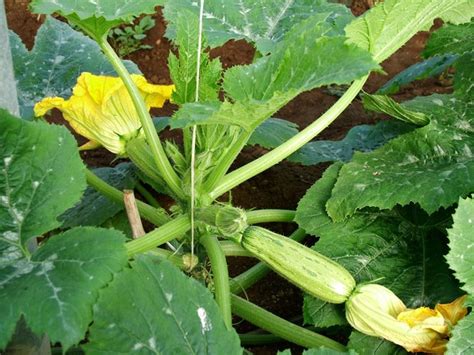 Pianta di zucchina con frutti marci alla punta