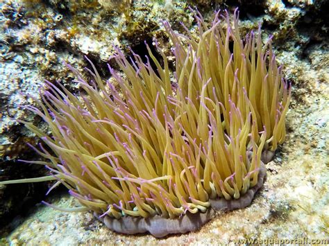 Anemonia sulcata (Capelli di Venere)
