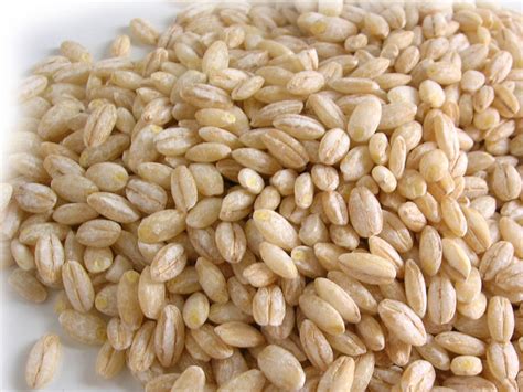 Chicchi di orzo decorticato e perlato a confronto