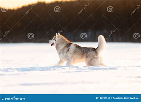 Husky che corre sulla neve
