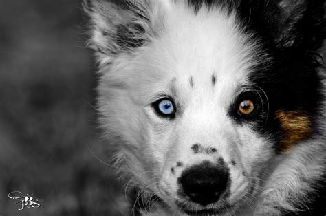 Coppia di husky con occhi di colore diverso