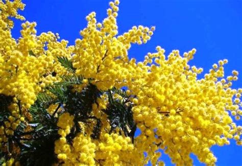 Fiori di mimosa