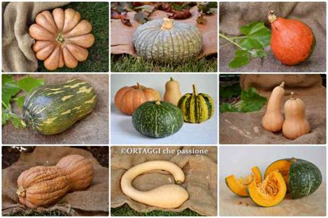 Diverse varietà di zucca in un mercato