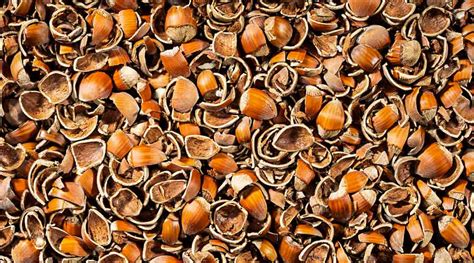 una ciotola piena di nocciole fresche con alcuni gusci rotti