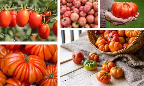 Varietà di pomodori per passata