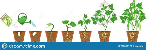 Illustrazione della pianta di fagioli che cresce verso il cielo