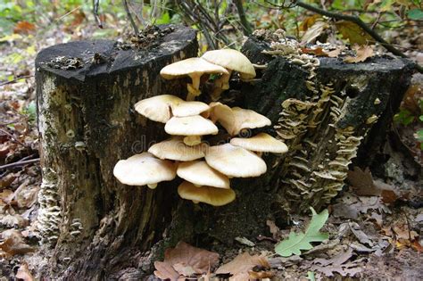 Funghi chiodini che crescono su un ceppo d'albero