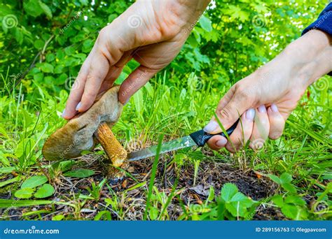 Persona che pulisce funghi chiodini con un coltello