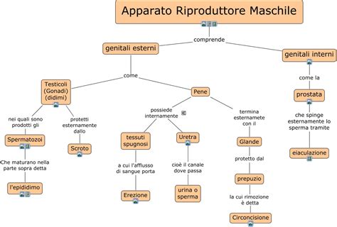 Diagramma dell'apparato riproduttivo maschile
