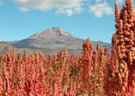 Campo di coltivazione di quinoa