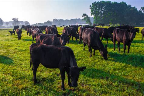 Bovini di razza Black Angus al pascolo