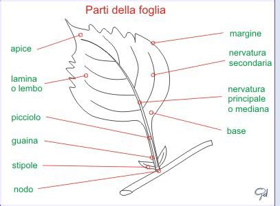 Illustrazione schematica di una foglia con gallerie di minatrice