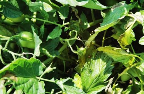 Foglie di pomodoro con gallerie di Liriomyza spp.