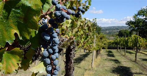Vigneti della provincia di Ravenna