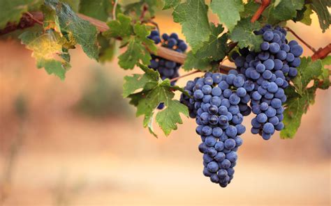 Grappoli d'uva maturi in un vigneto