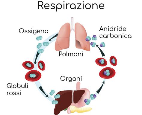 Schema del trasporto di ossigeno nel sangue da parte dei globuli rossi