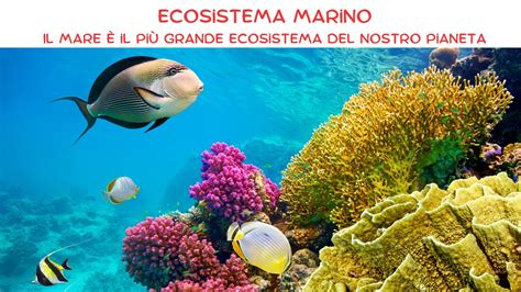 Merlano in ambiente marino