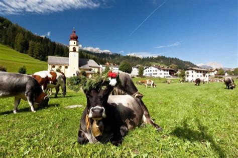Mandria di vacche in transumanza