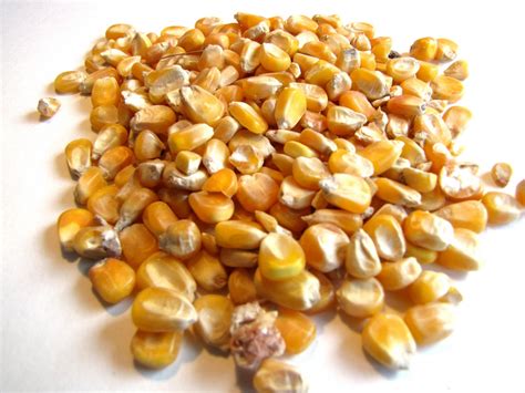 Maize grain