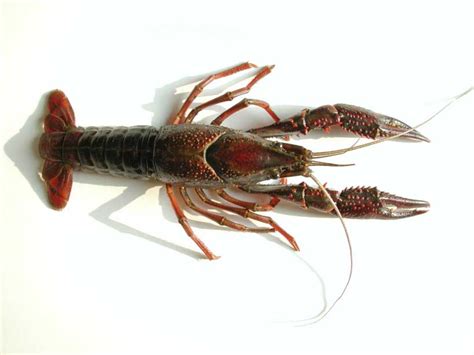 Gambero della Louisiana (Procambarus clarkii)