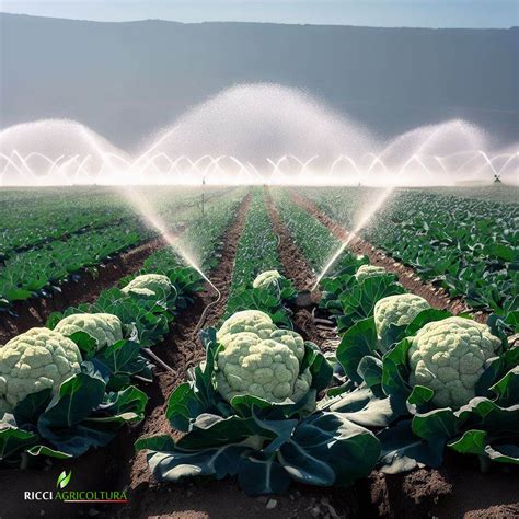 Campo di coltivazione del cavolfiore