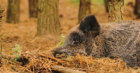 Cinghiale selvatico nella foresta