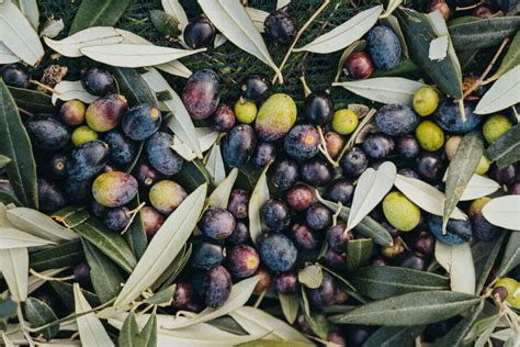Varietà di olive per antipasti