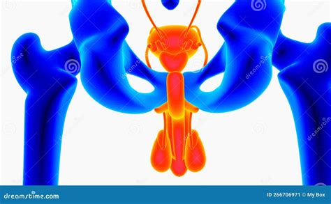 Anatomia della penetrazione sessuale