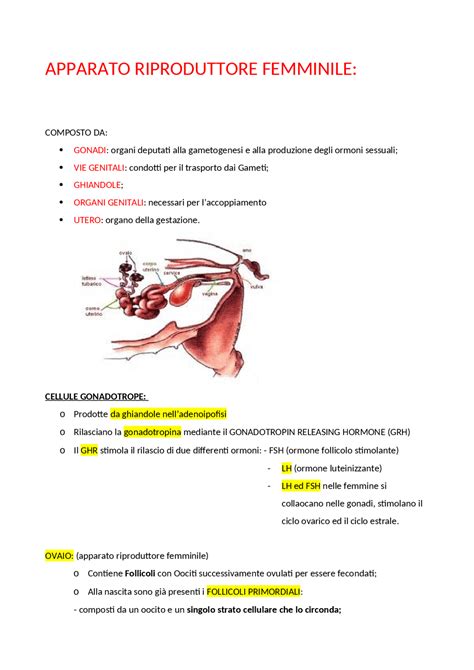 Diagramma dell'apparato riproduttivo femminile