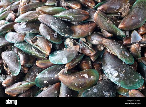 Mercato del pesce con cozze fresche