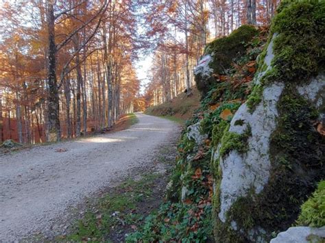 Foresta del Cansiglio con sentiero