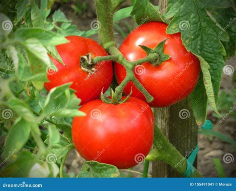 Pomodori maturi sul ramo