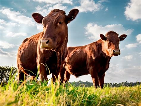 Allevamento di bovini di razza Fassona