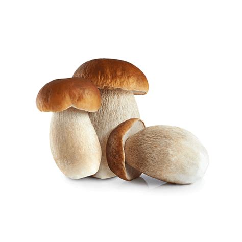 funghi porcini freschi